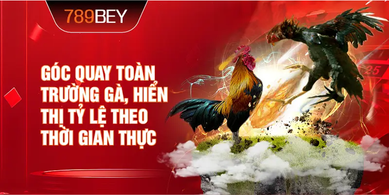 Góc quay toàn trường gà, hiển thị tỷ lệ theo thời gian thực Góc quay toàn trường gà, hiển thị tỷ lệ theo thời gian thực